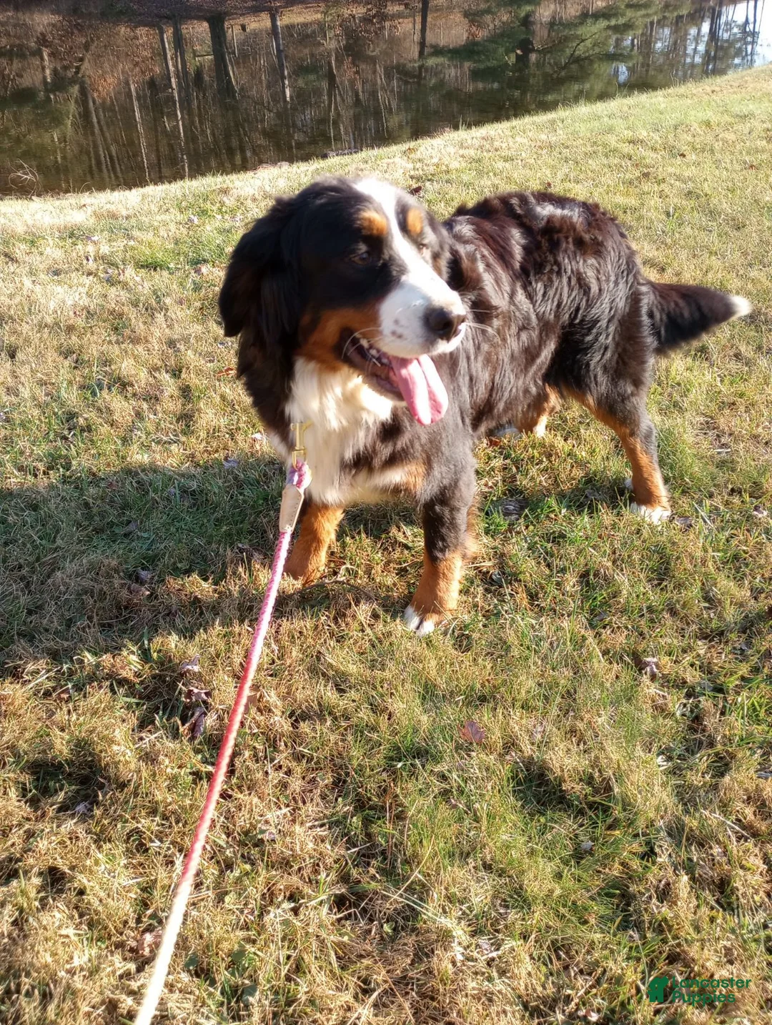 Mini Bernedoodle dogs for sale: Mini Bernedoodle 7 - Ad 4