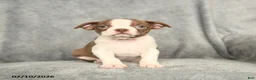 Boston Terrier dogs for sale: Buddy - Ad 2