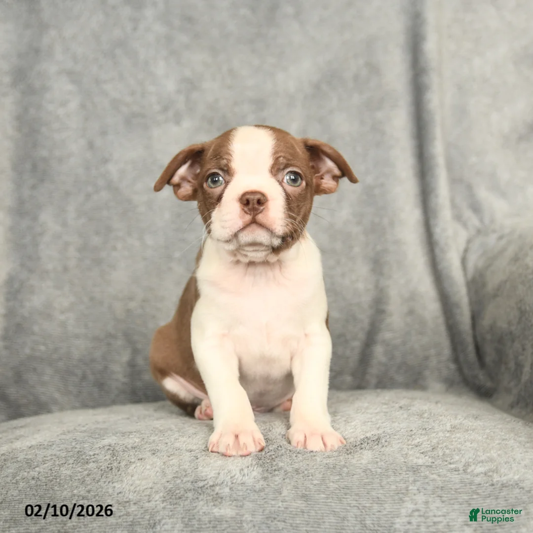 Boston Terrier dogs for sale: Buddy - Ad 2