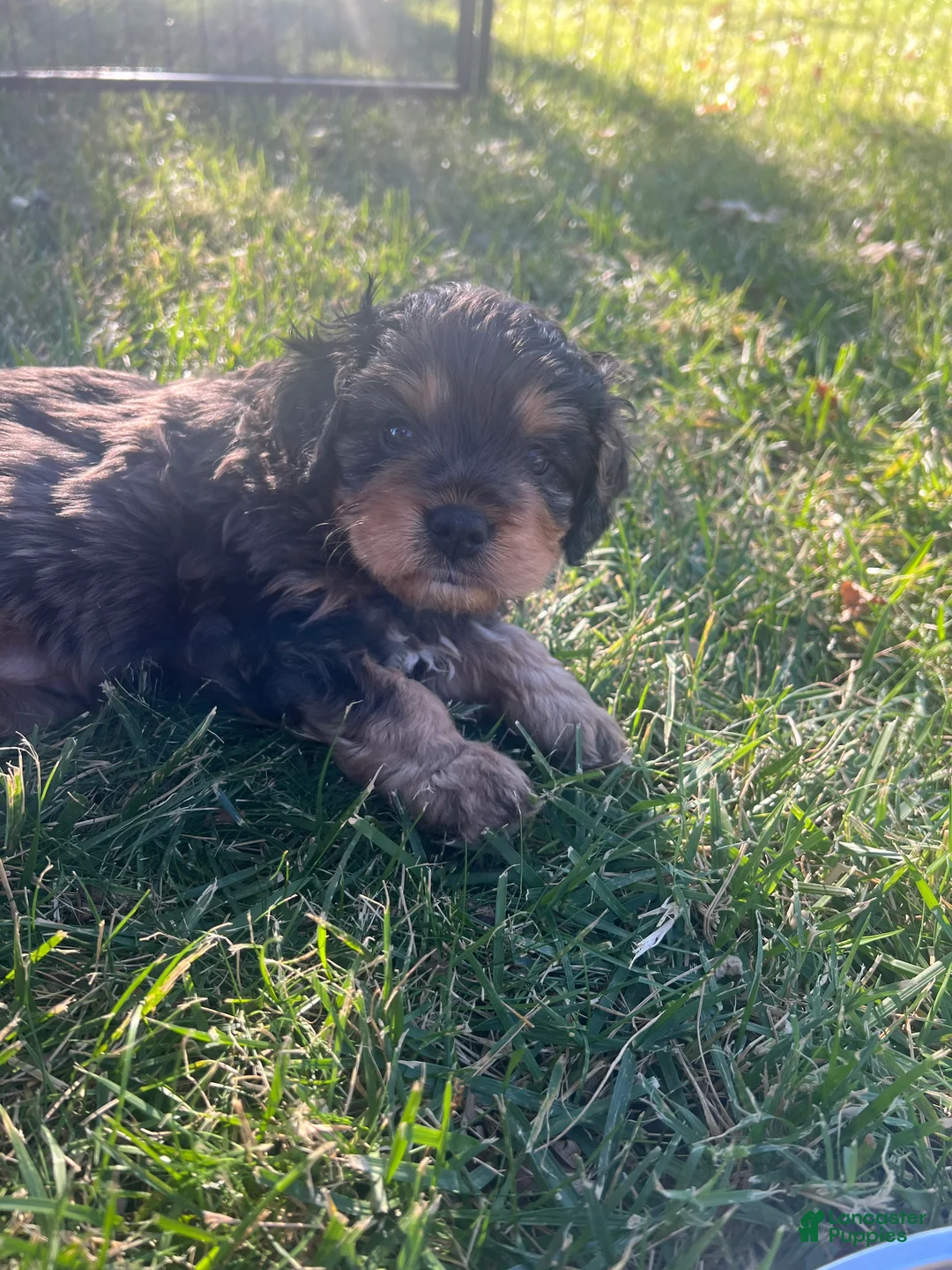 Mixed Breed dogs for sale: Brown Munchkin Bernedoodle  - Ad 2