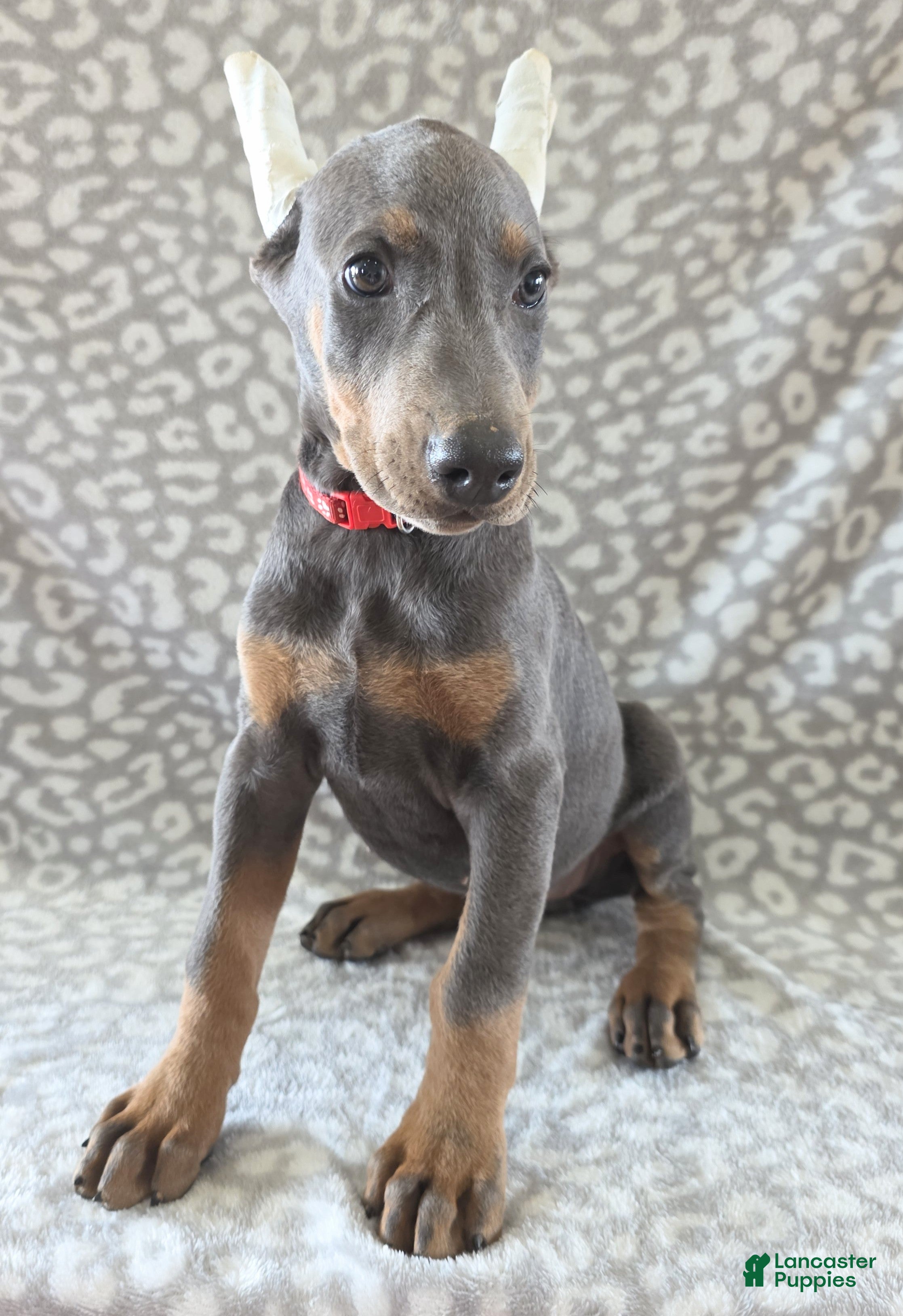 Doberman Pinscher Puppy 5