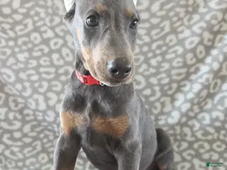 Doberman Pinscher dogs Doberman Pinscher Puppy 5 - Ad 6