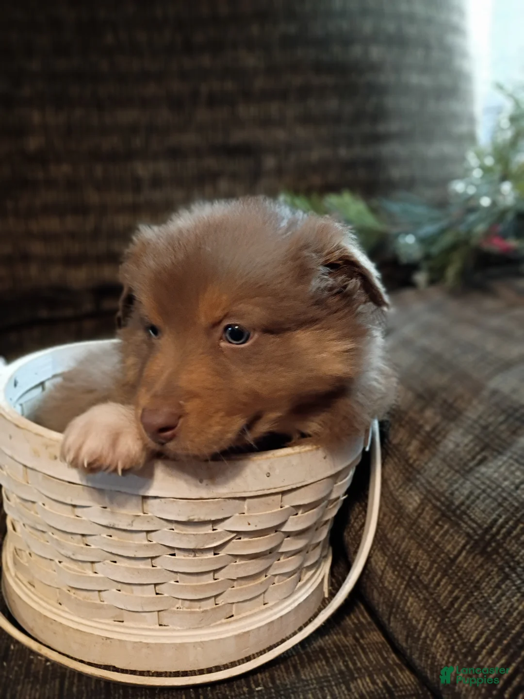 Australian Shepherd dogs for sale: Buster - Ad 2