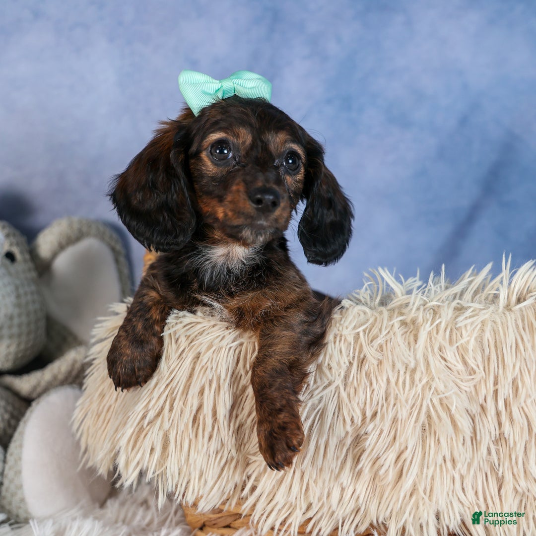 Miniature Dachshund dogs for sale: Cleo - Ad 3
