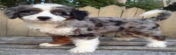 Mini Bernedoodle dogs for sale: 🧡IN BOSTON MASSACHUSETTS AREA🧡DOUBLE BLUE EYES🧡MINI BERNEDOODLE BOY🧡 - Ad 7