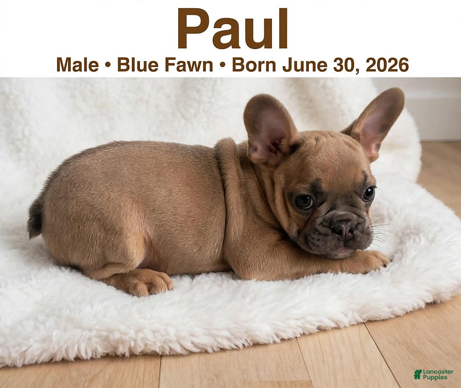 French Bulldog dogs Paul - Ad 1