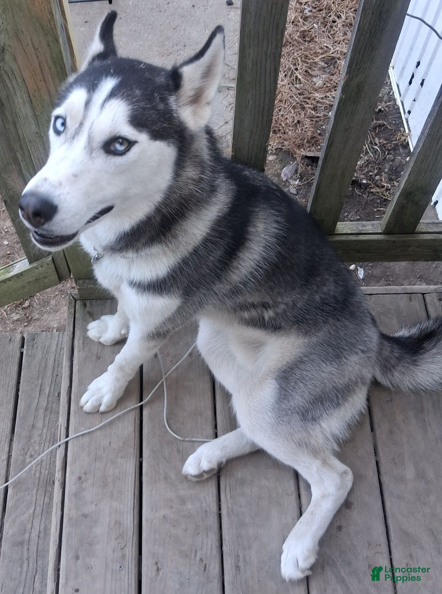 Siberian Husky dogs Legacy - Ad 22
