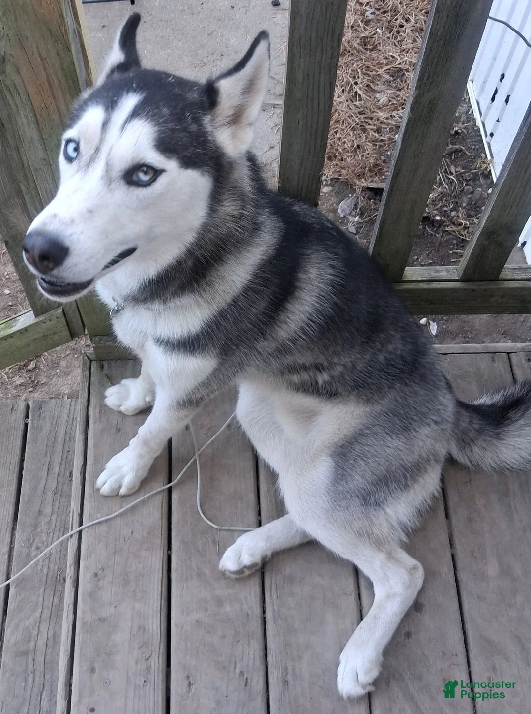 Siberian Husky dogs for sale: Legacy - Ad 1