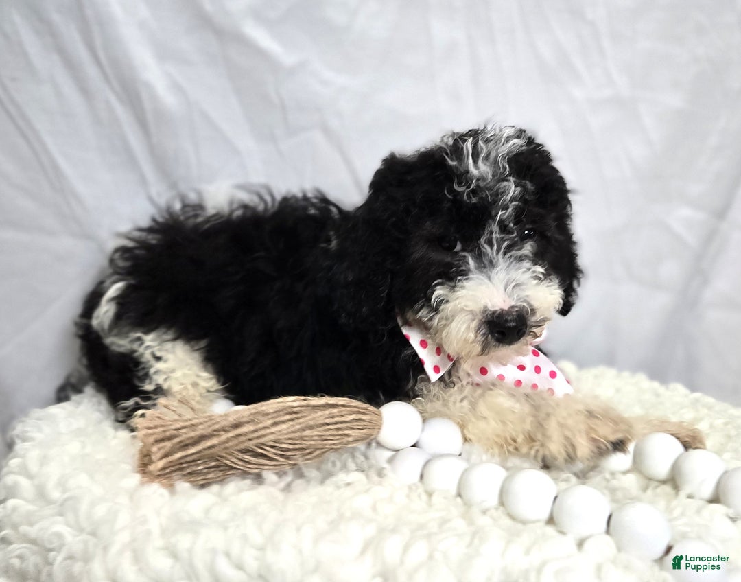 Mini Sheepadoodle dogs for sale: Jingle - Ad 5