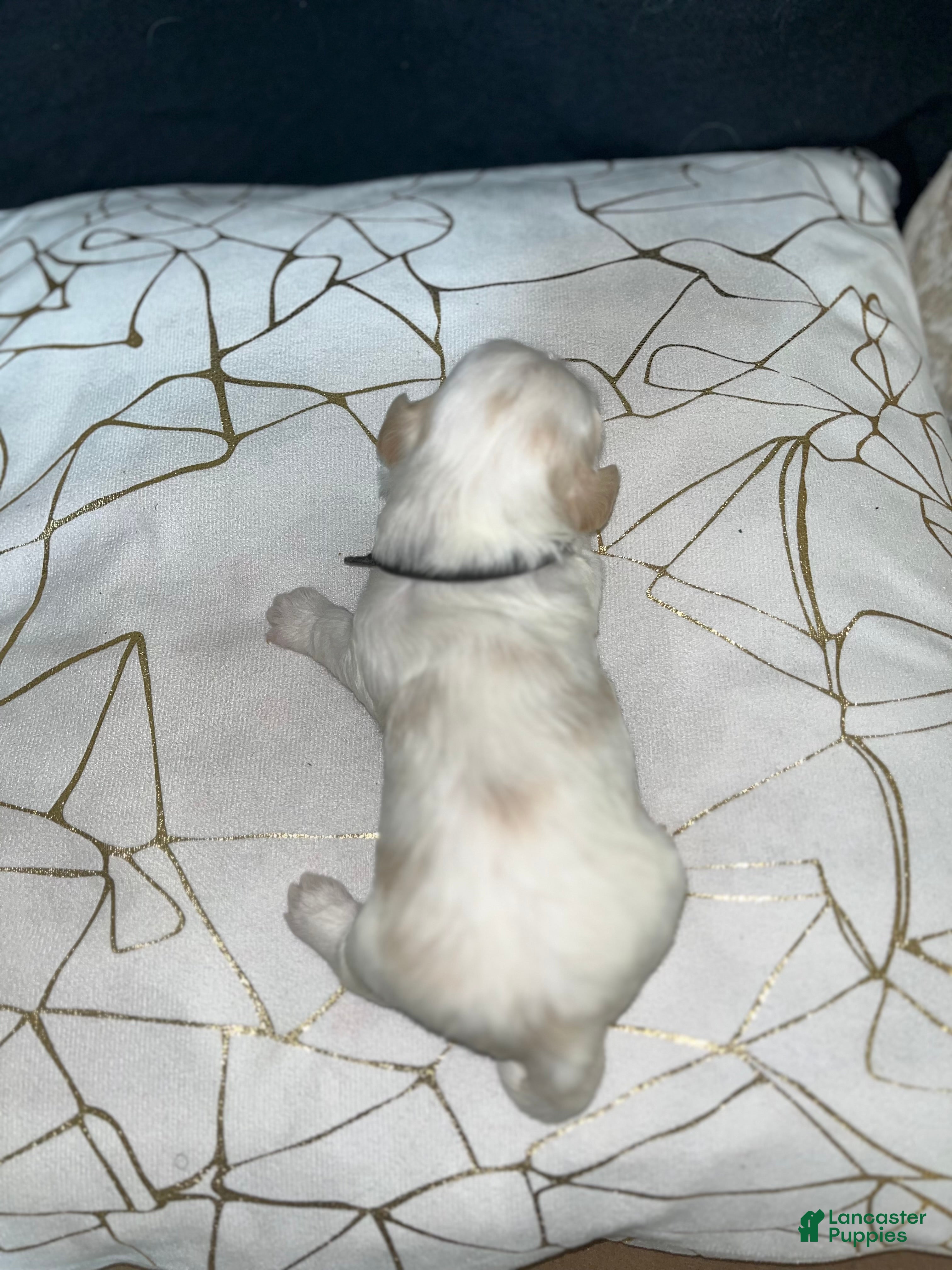 Shih Tzu dogs Maple - Ad 31