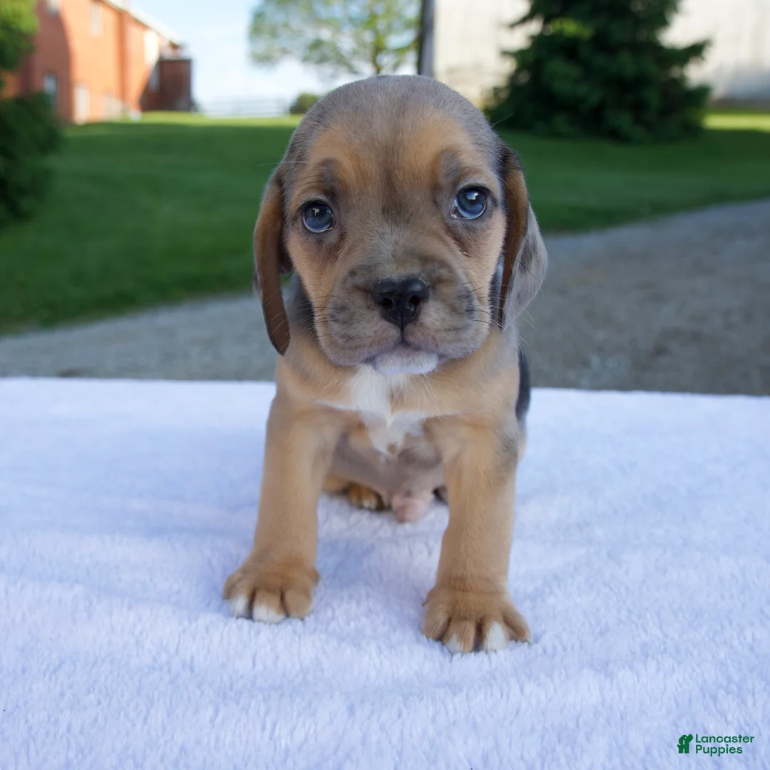 Beabull dogs for sale: Ky - Ad 1