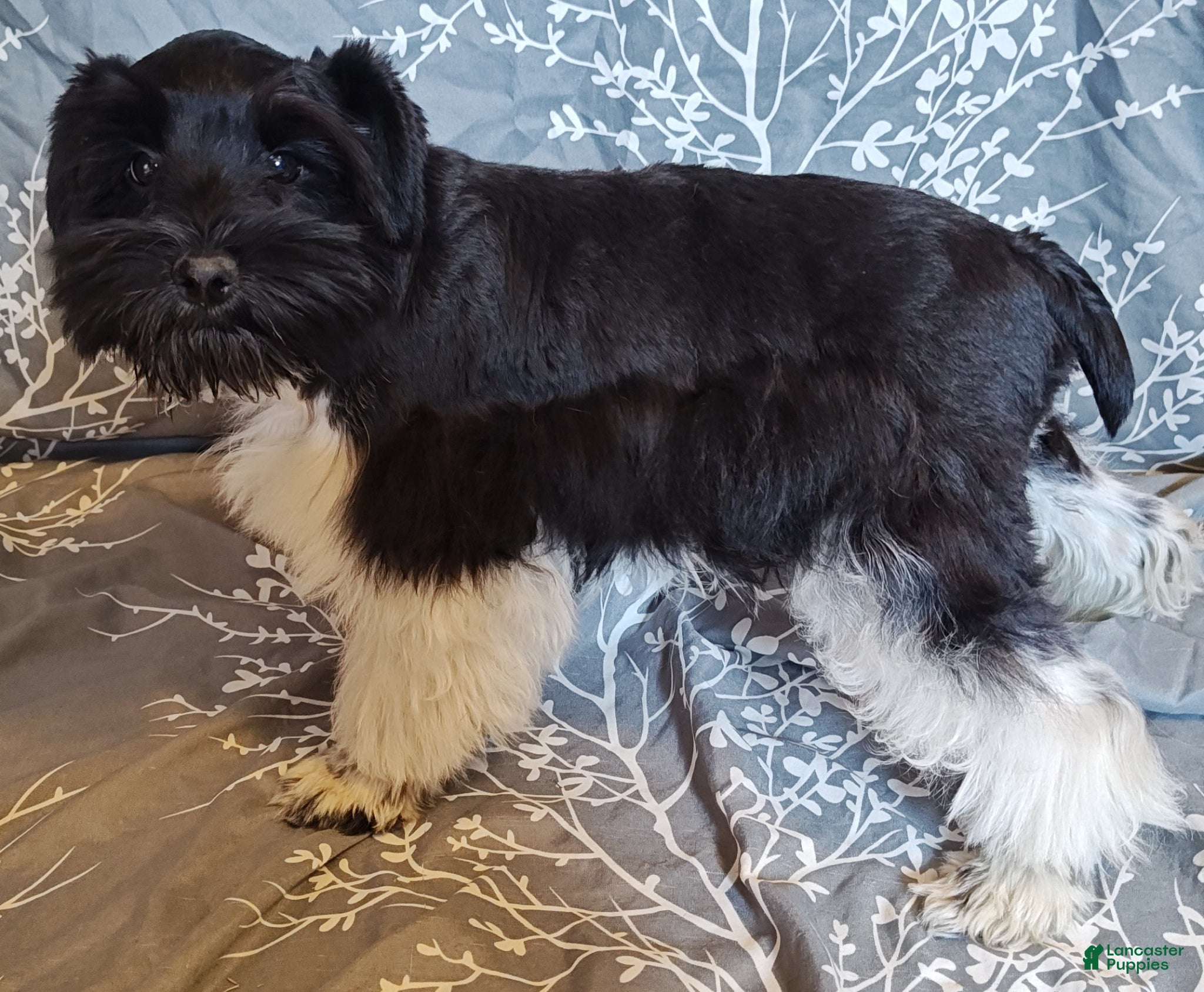 Miniature Schnauzer dogs Miniature Schnauzer Boy 1 - Ad 1
