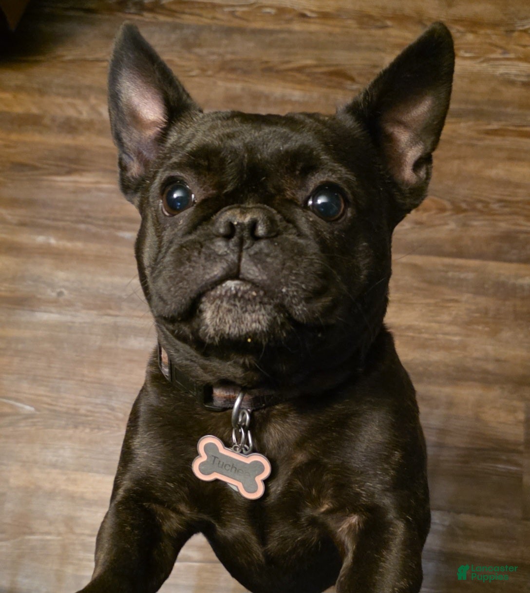 French Bulldog dogs French Bulldog Puppy 2 - Ad 19