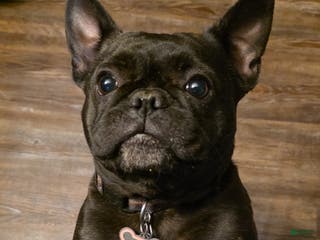 French Bulldog dogs French Bulldog Puppy 2 - Ad 23