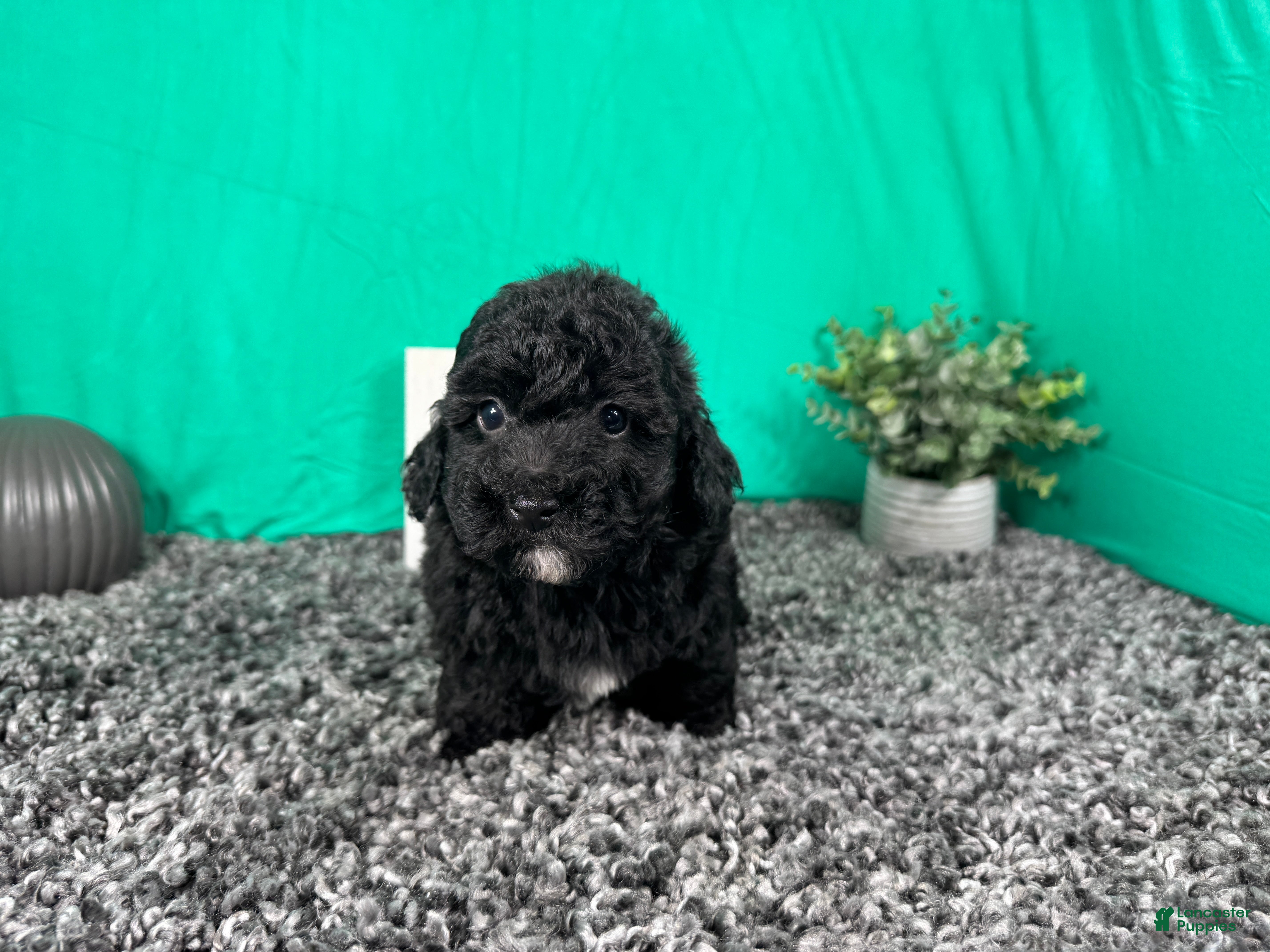 Miniature Poodle dogs Miniature Poodle 3 - Ad 23