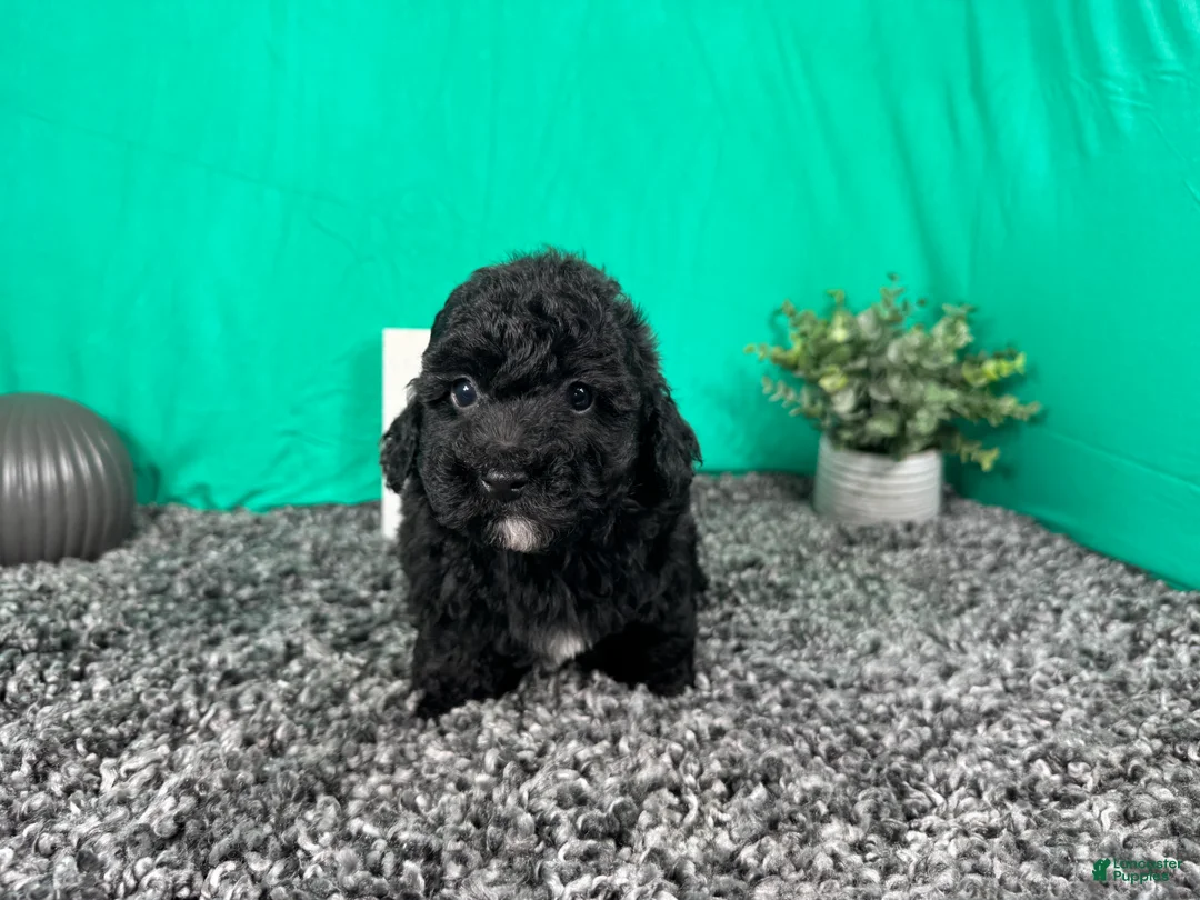 Miniature Poodle dogs for sale: Miniature Poodle 3 - Ad 1