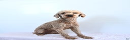 Miniature Poodle dogs for sale: Goose - Ad 6