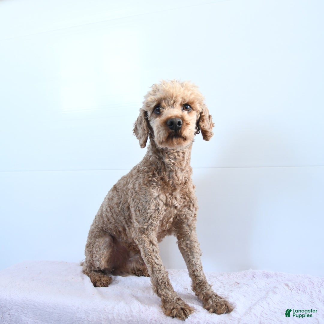 Miniature Poodle dogs for sale: Goose - Ad 6