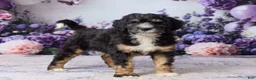 Bernedoodle dogs for sale: Layne - Ad 4