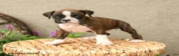 Boxer dogs for sale: Bryce - Ad 5
