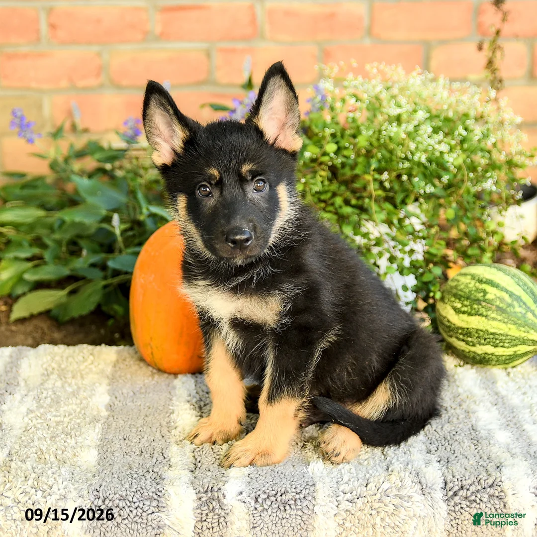 Gerberian Shepsky dogs for sale: Tristan - Ad 2
