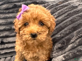 Toy Poodle dogs Katie - teacup/toy - Ad 10