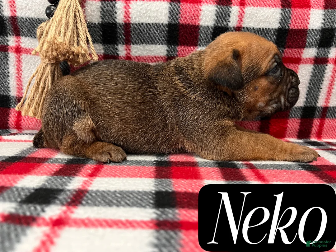 Cane Corso dogs for sale: Nikki - Ad 50