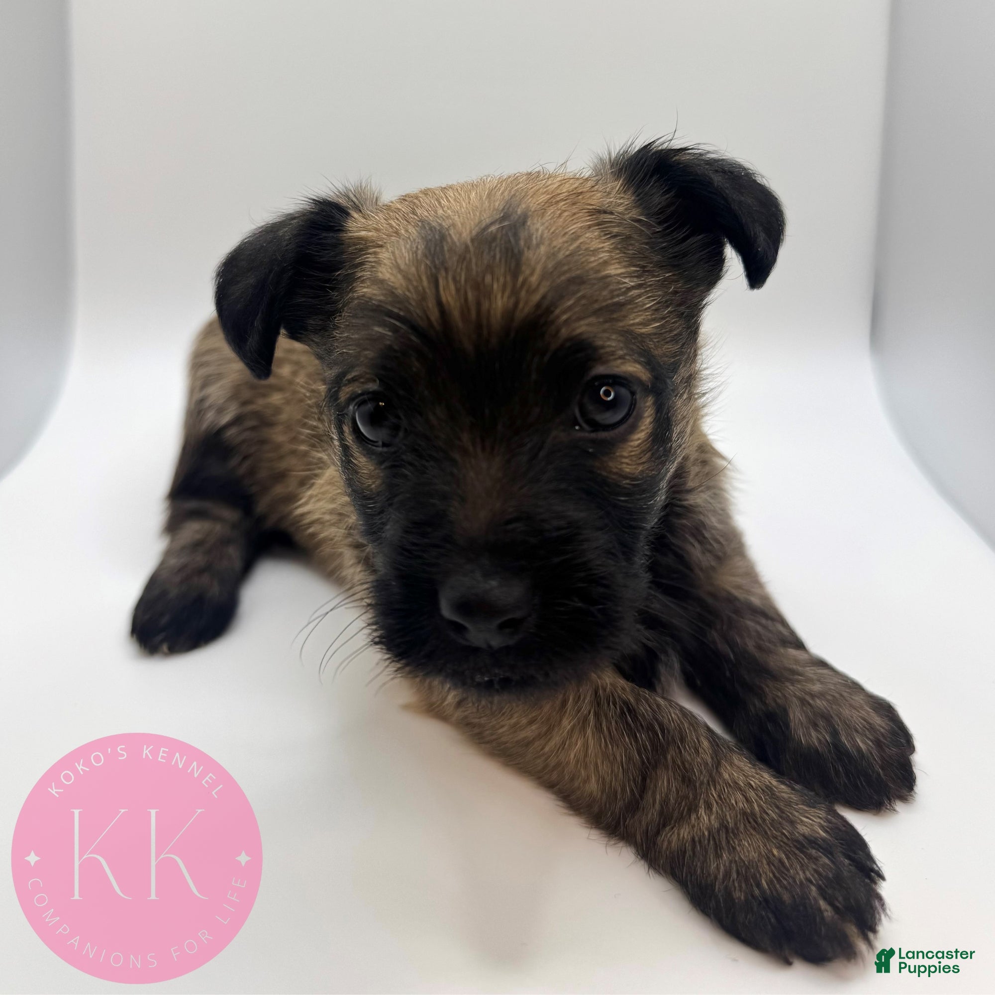 Chipoo dogs Poppy - Ad 2