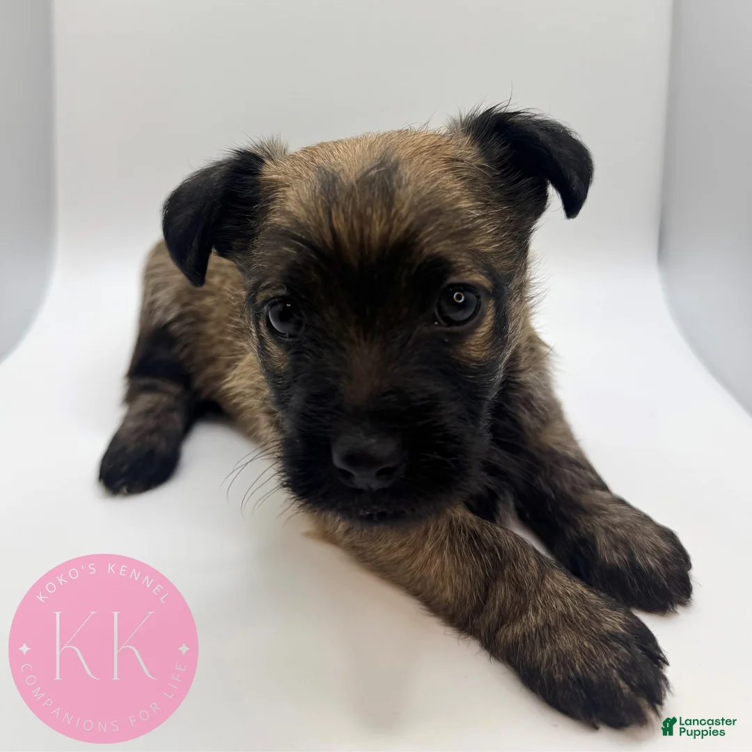 Chipoo dogs for sale: Poppy - Ad 2