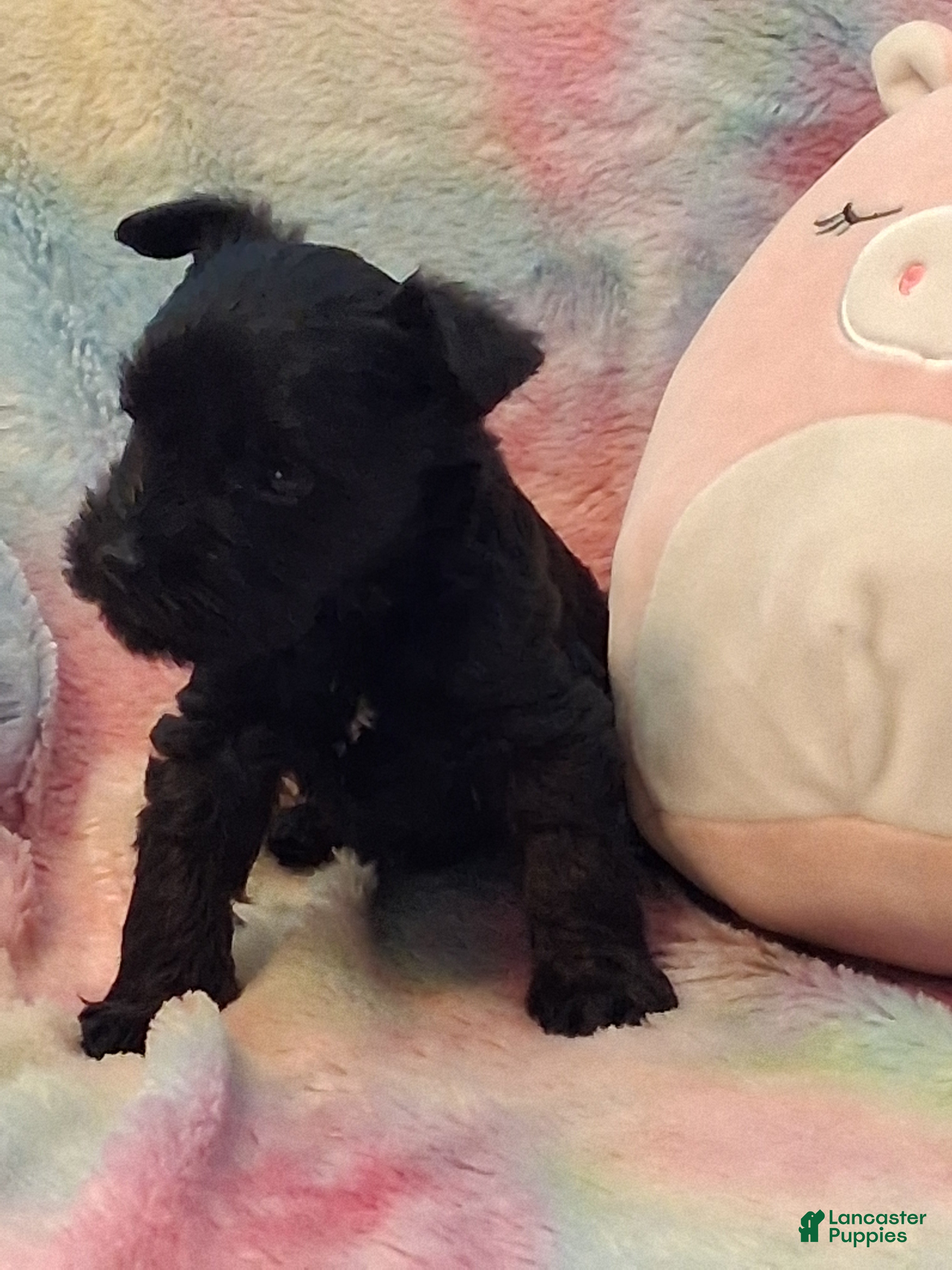 Miniature Schnauzer dogs Muffin AKC Miniature Schnauzer - Ad 16