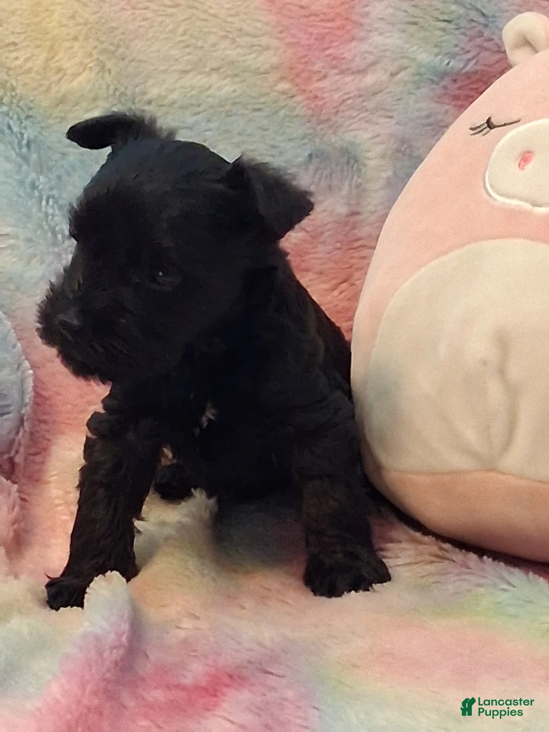 Miniature Schnauzer dogs for sale: Muffin AKC Miniature Schnauzer - Ad 1