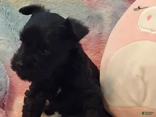 Miniature Schnauzer dogs Muffin AKC Miniature Schnauzer - Ad 17