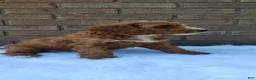 Irish Doodle dogs for sale: Echo - Ad 6