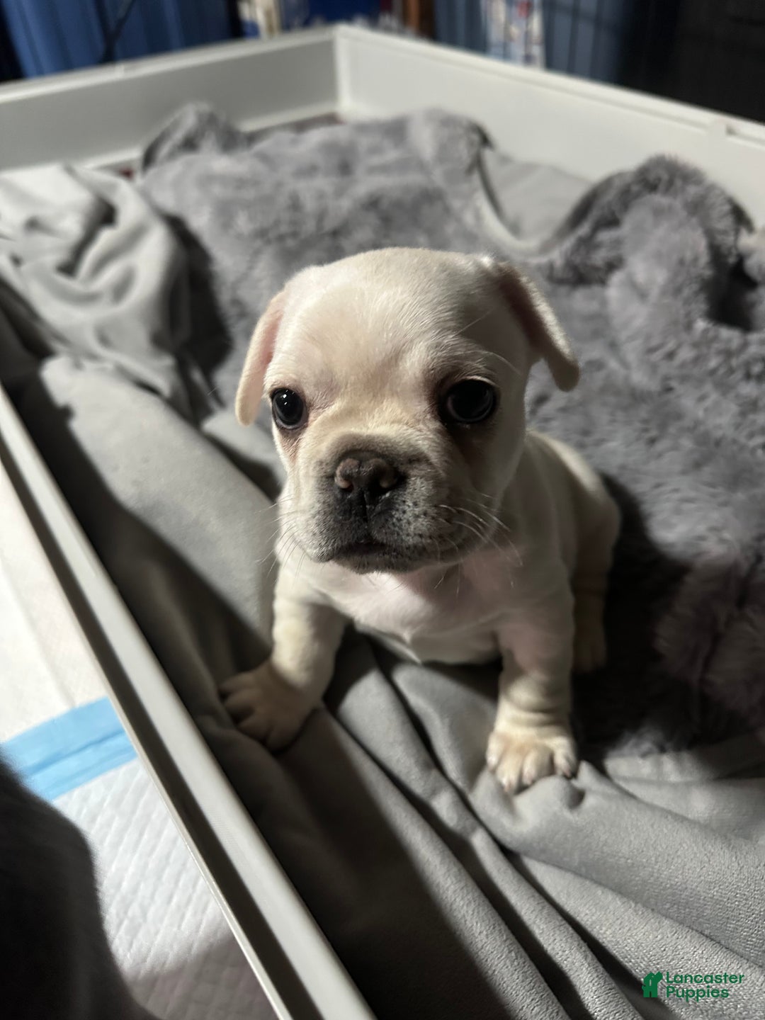 French Bulldog dogs for sale: Pierre - Ad 3