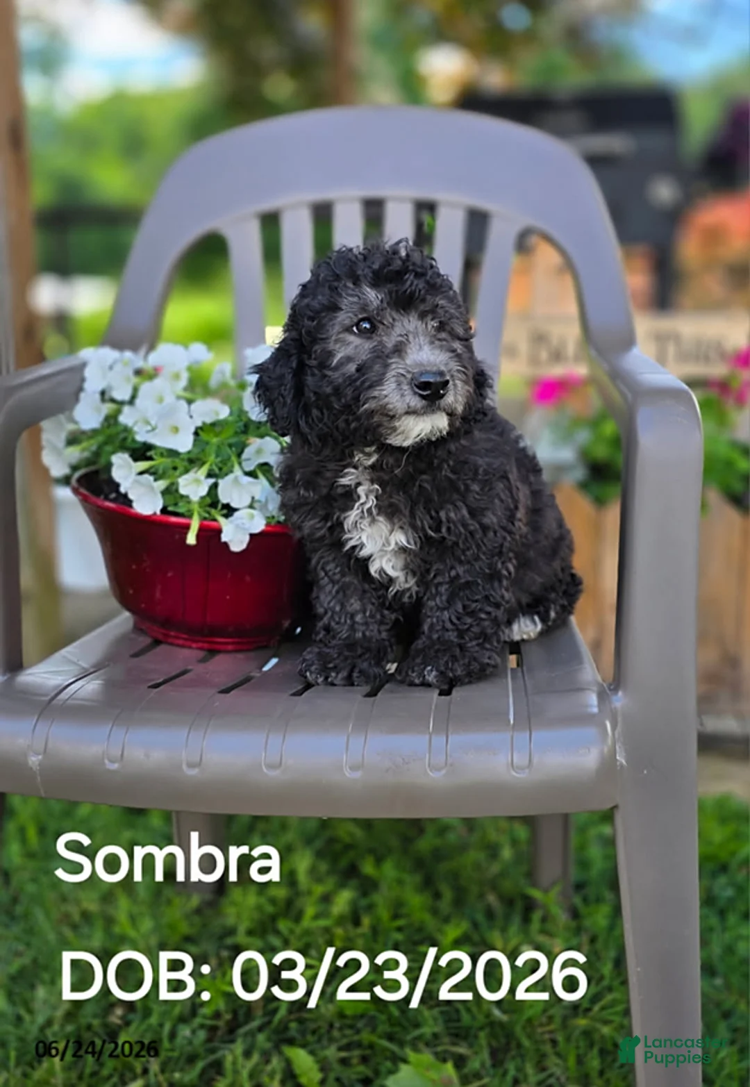 Goldendoodle dogs for sale: Sombra - Ad 1