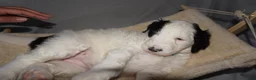 Mixed Breed dogs for sale: Lily - Ad 2