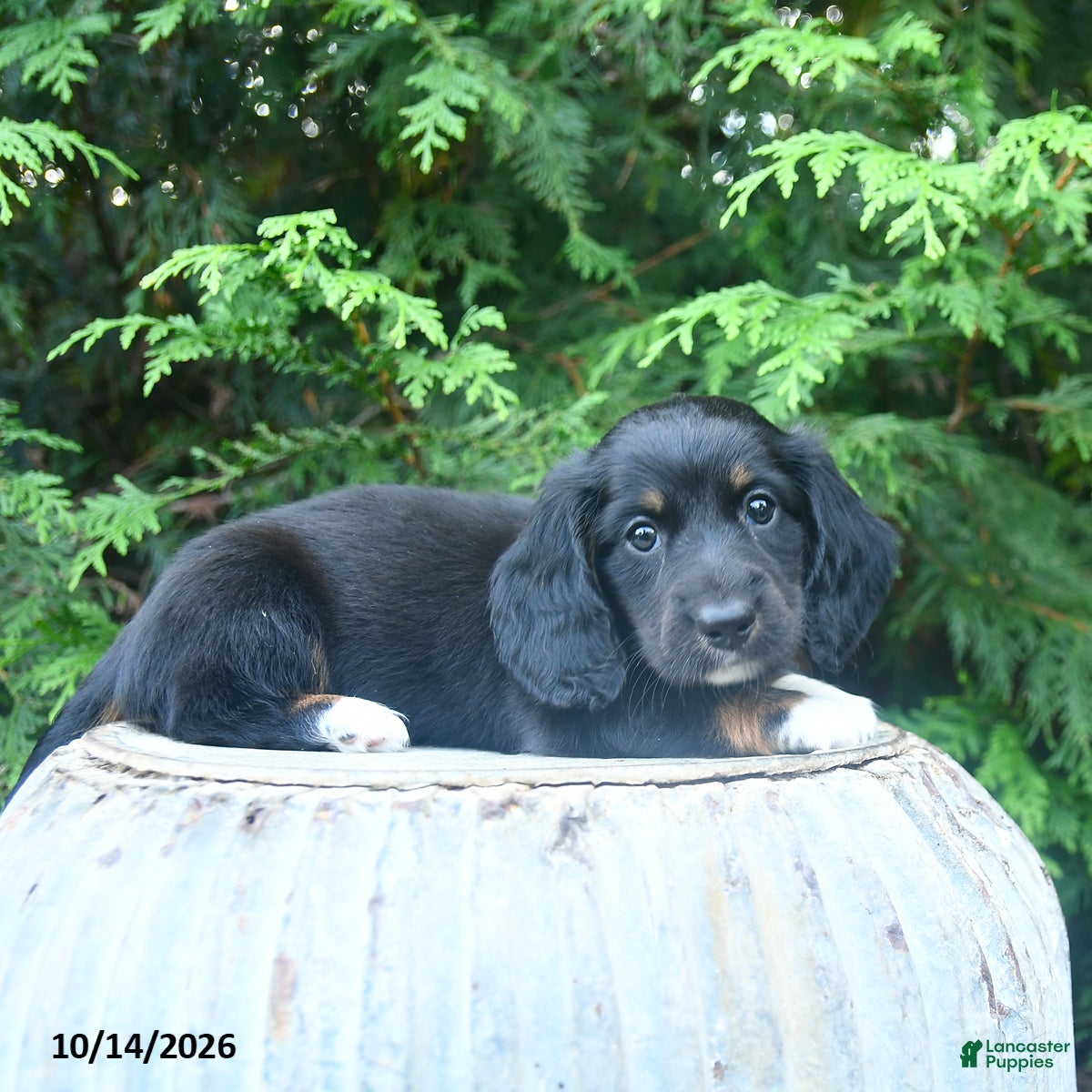Miniature Dachshund dogs for sale: Fletcher - Ad 2