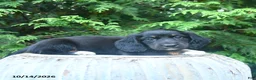 Miniature Dachshund dogs for sale: Fletcher - Ad 2