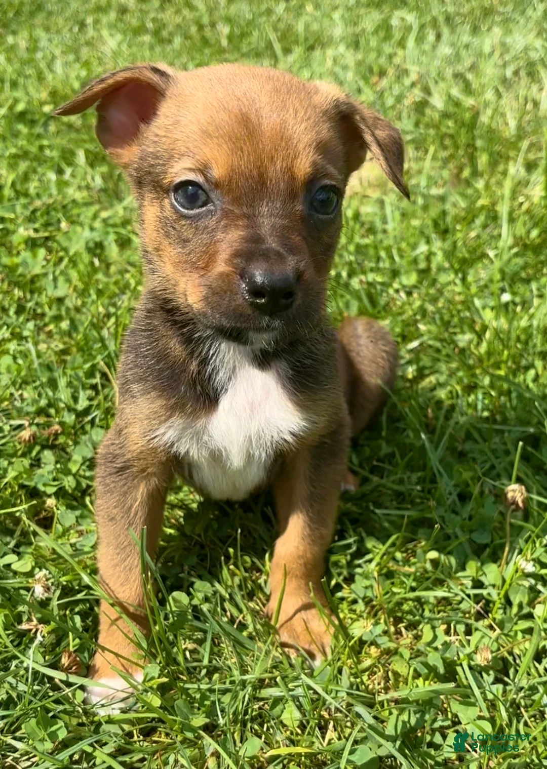 Mixed Breed dogs for sale: Rocky - Ad 1