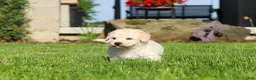 Bichpoo dogs for sale: Ollie - Ad 6