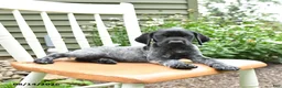 German Shorthaired Pointer dogs for sale: Royal - Ad 3