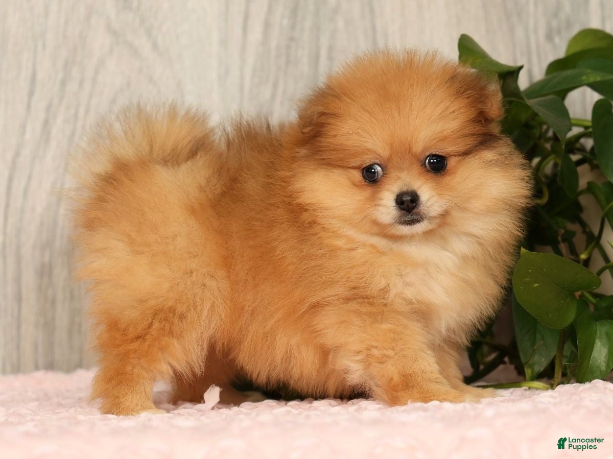 Pomeranian dogs Chai - Ad 2