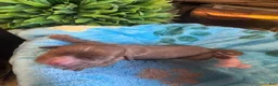 Cavapoo dogs for sale: Copper - Ad 3