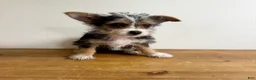 Chorkie dogs for sale: Sable  - Ad 3