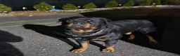 Rottweiler dogs for sale: Rottweiler 1 - Ad 9