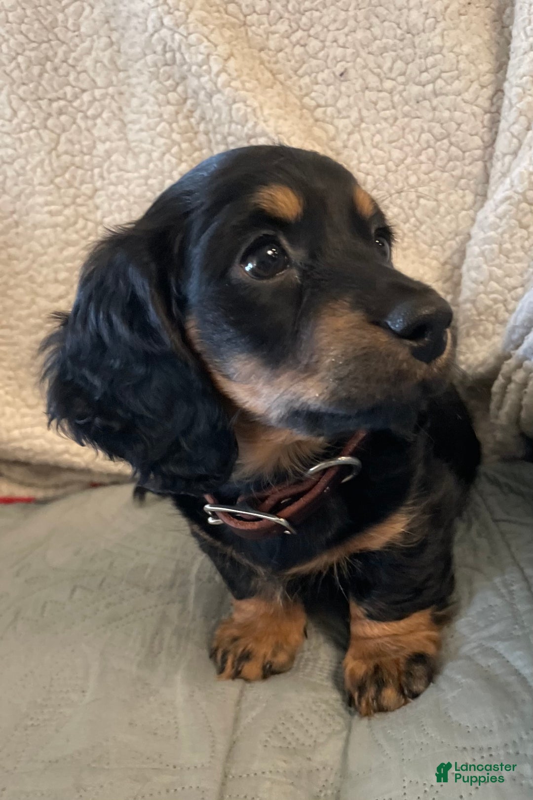 Miniature Dachshund dogs for sale: Millie - Ad 5