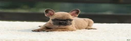 French Bulldog dogs for sale: Indy - Ad 8