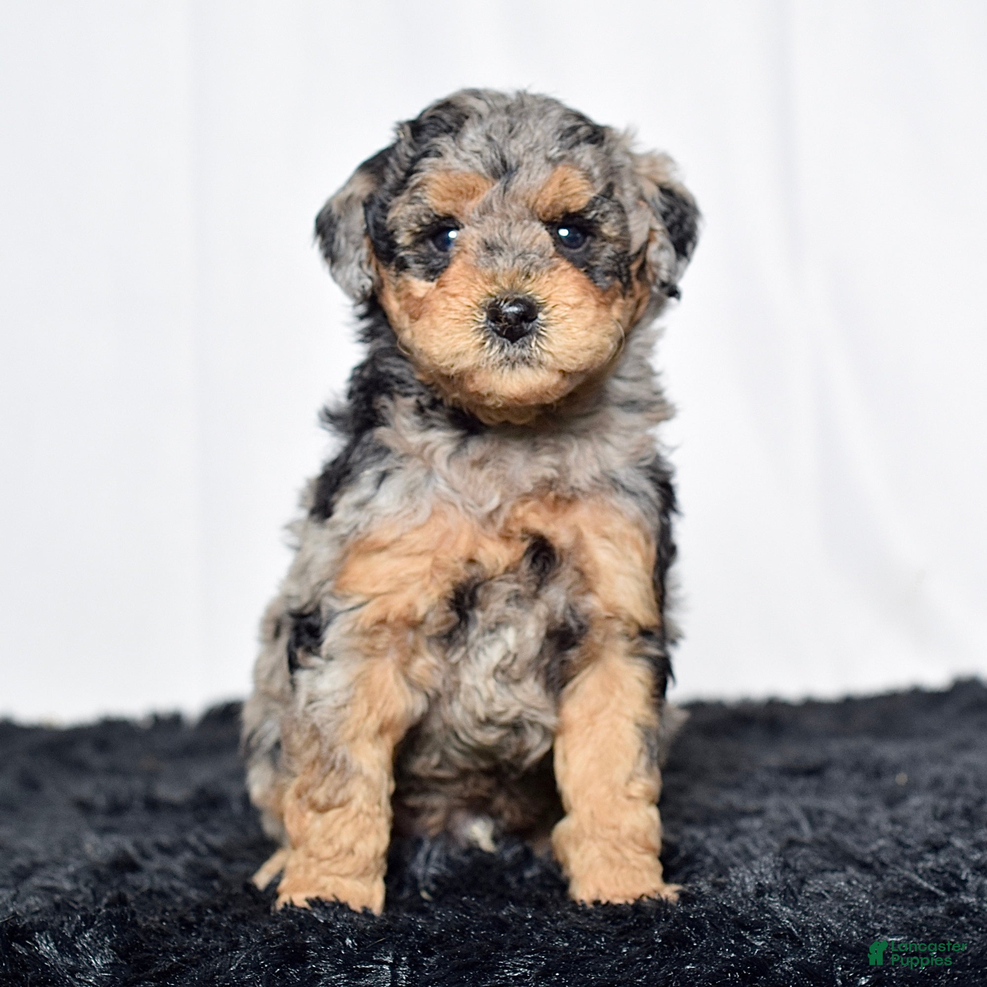 Mini Goldendoodle dogs Mr. Karl - Ad 2