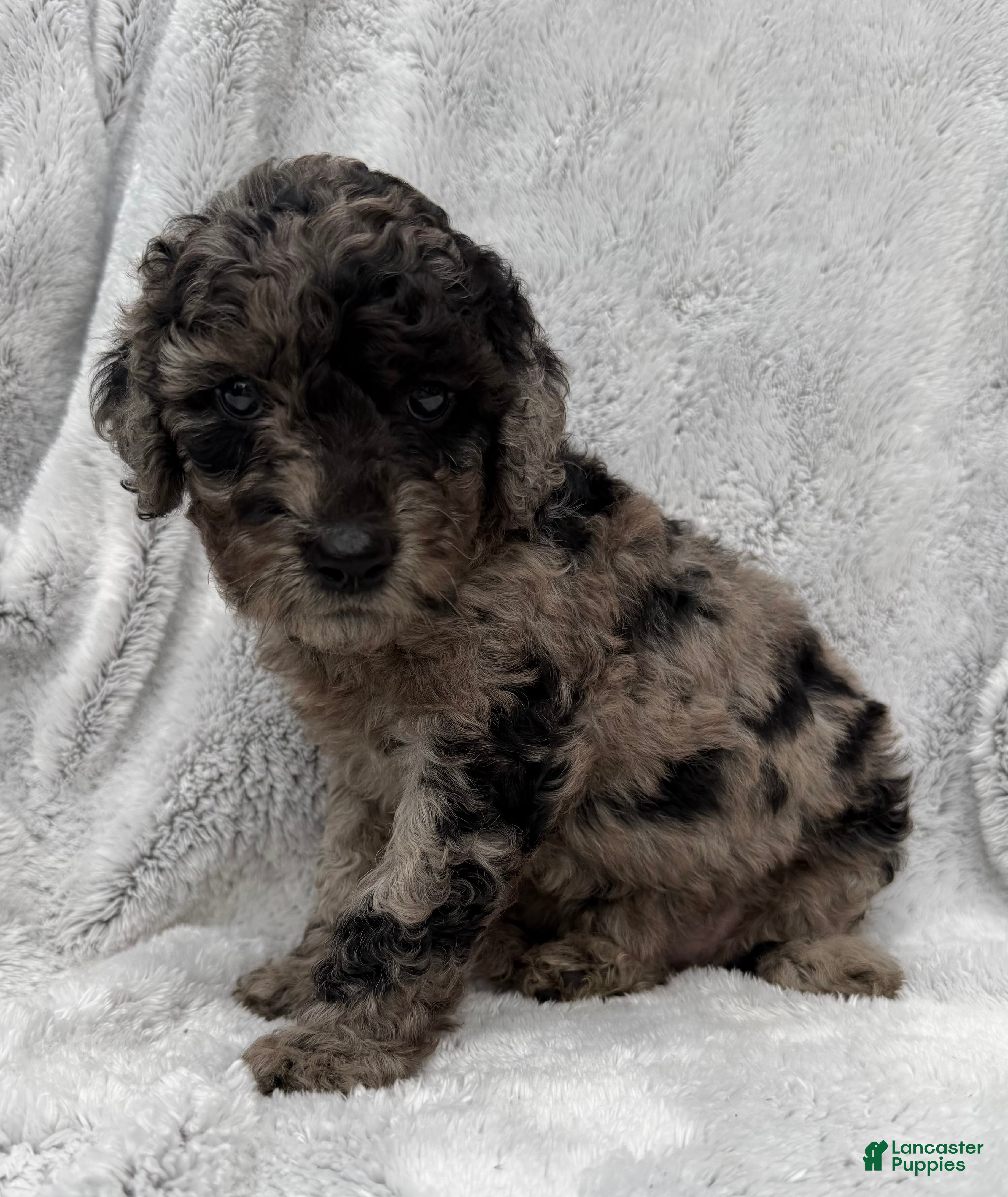 Goldendoodle dogs Sadie - Ad 2