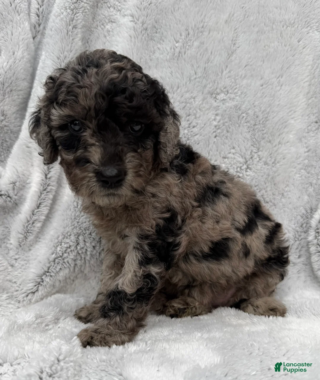 Goldendoodle dogs for sale: Sadie - Ad 2